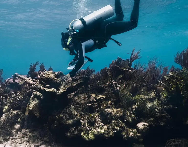 Coral Reef Facts_The Complete Guide to Earth's Underwater Rainforests