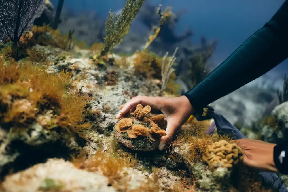 Coral Reef Restoration Methods