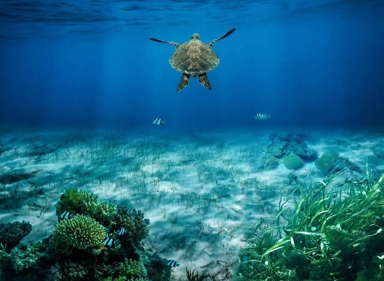 Marine Life The Incredible Biodiversity of Coral Reefs