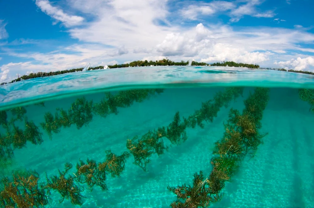 Ocean Farms