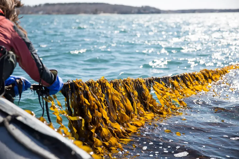 Regenerative Ocean Farmers