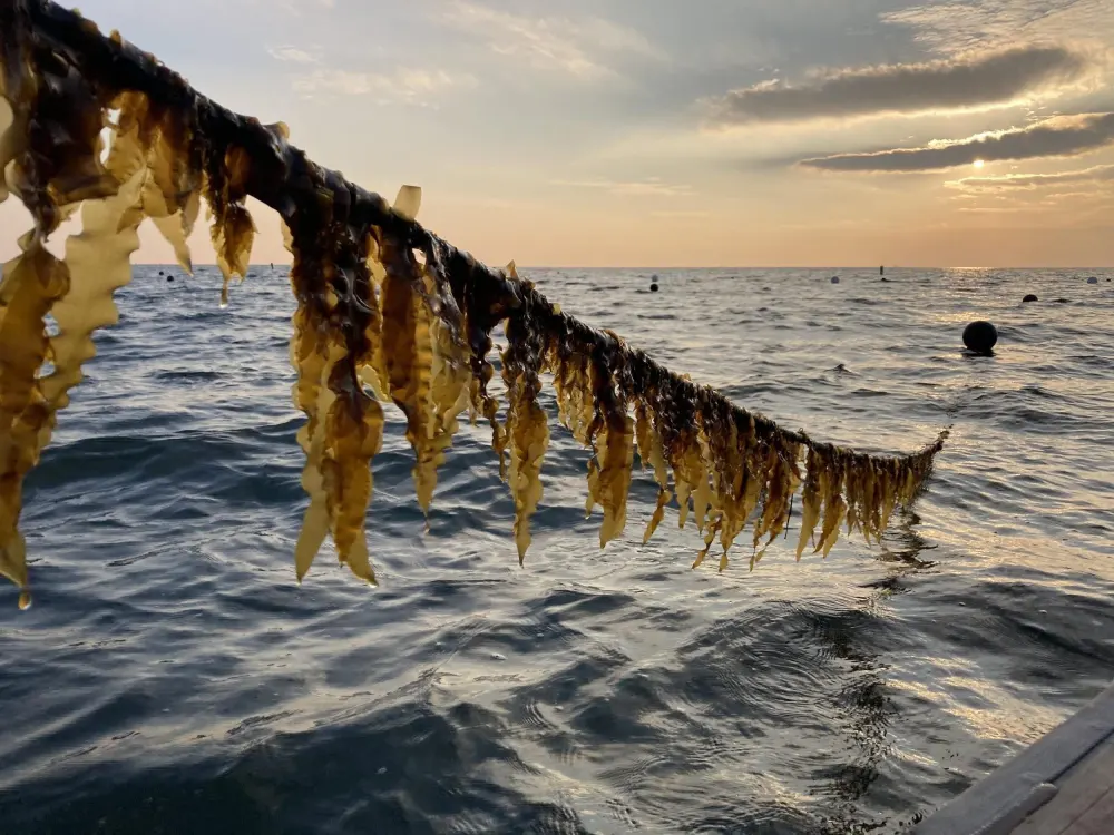 Regenerative Ocean Farming