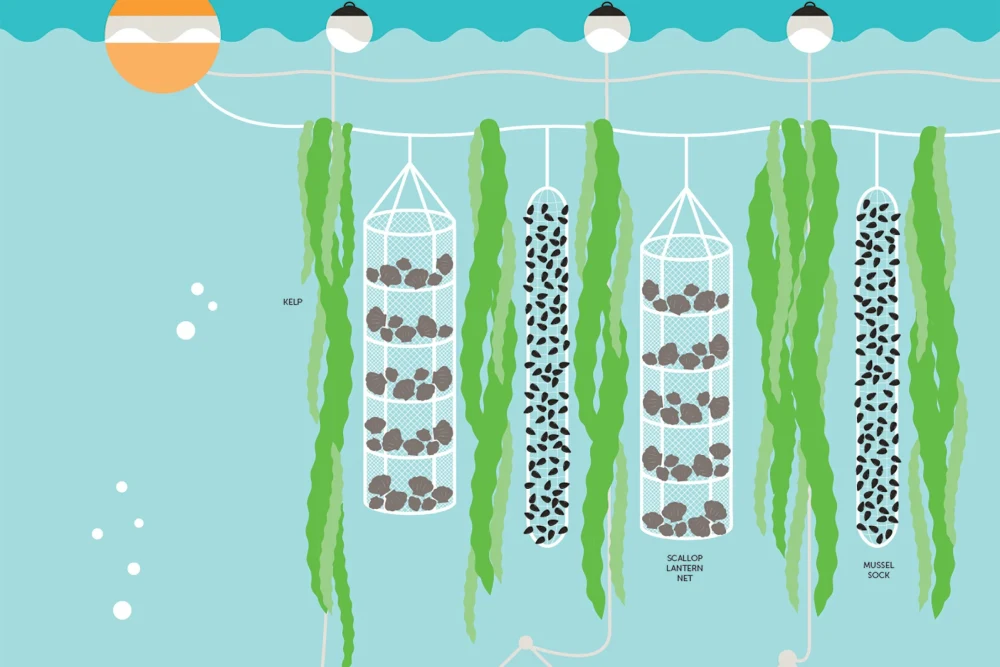 Regenerative Ocean