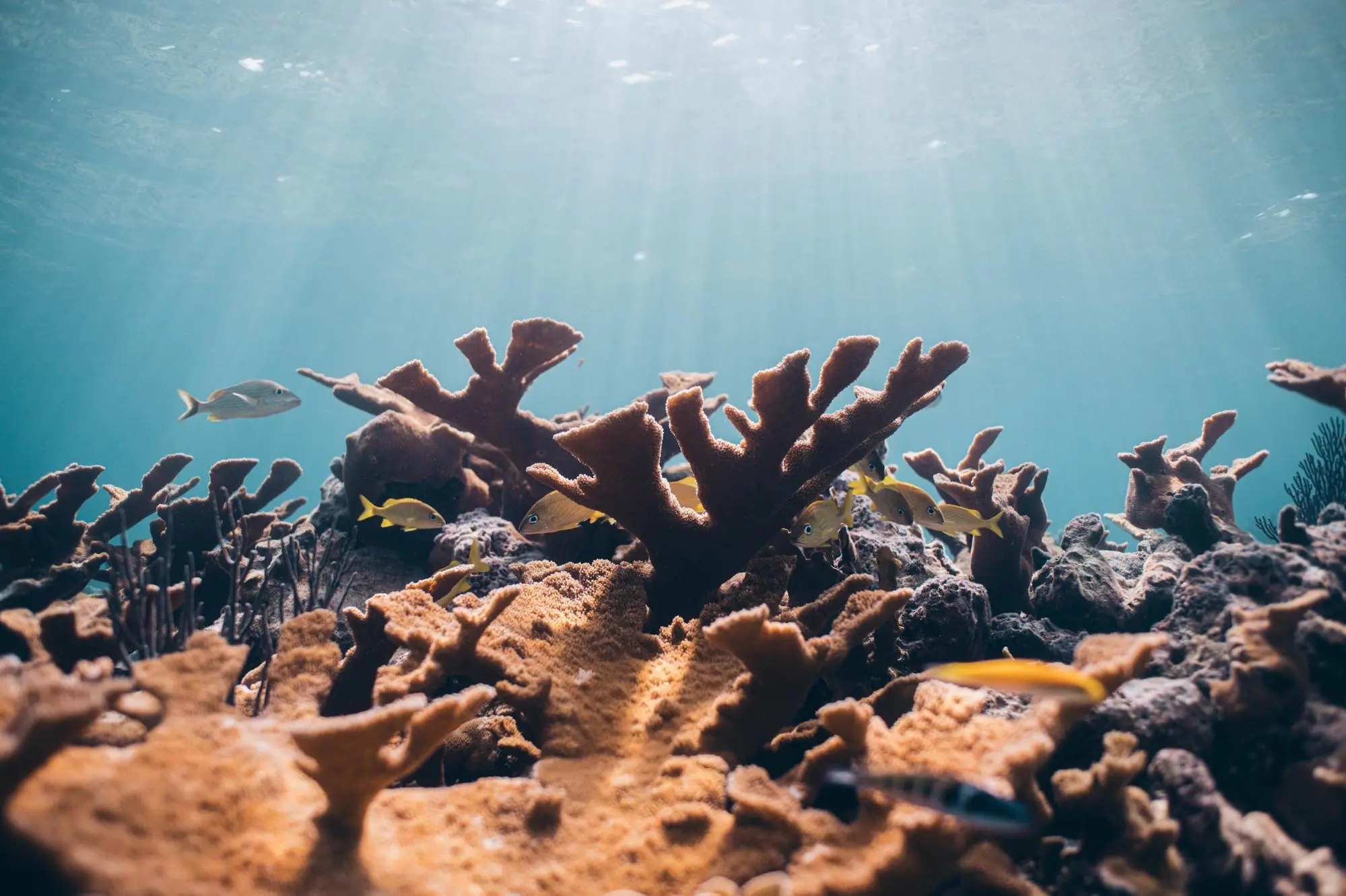 Threats to Coral Reefs