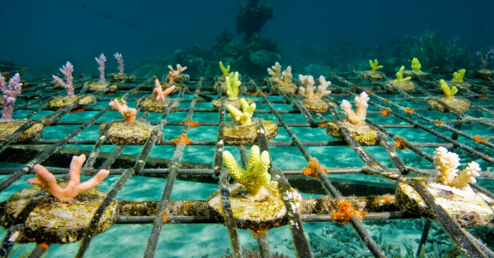 Understanding Coral Gardening