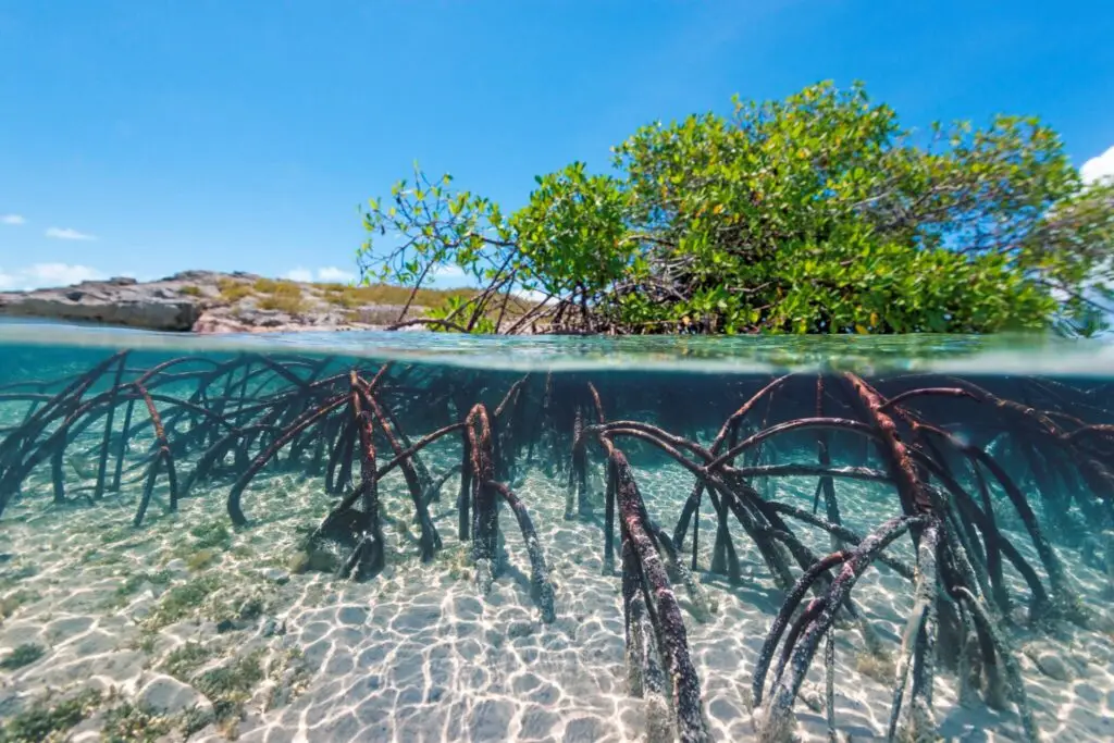 Blue Carbon and Carbon Sequestration Opportunities