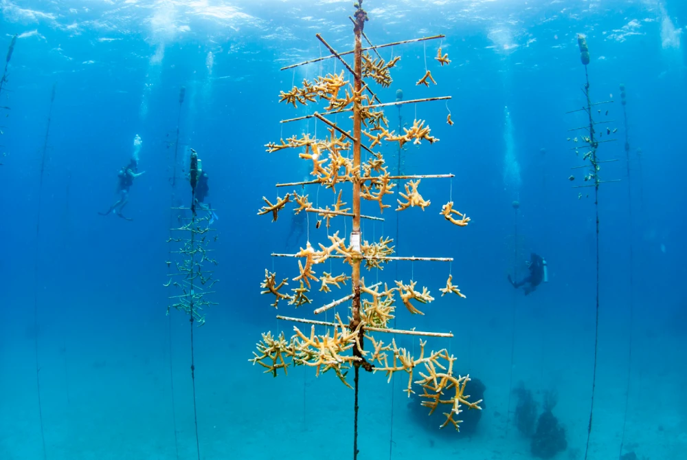 Coral fragments attached to underwater frames in a marine restoration project with divers monitoring the site