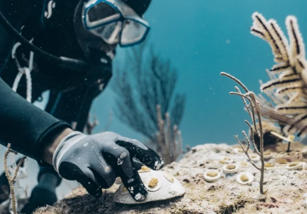 Innovation in Ocean Finance
