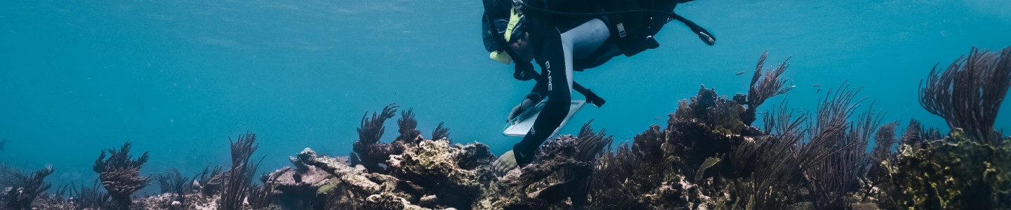 Ocean Sanctuaries Preserving Marine Life for Future Generations