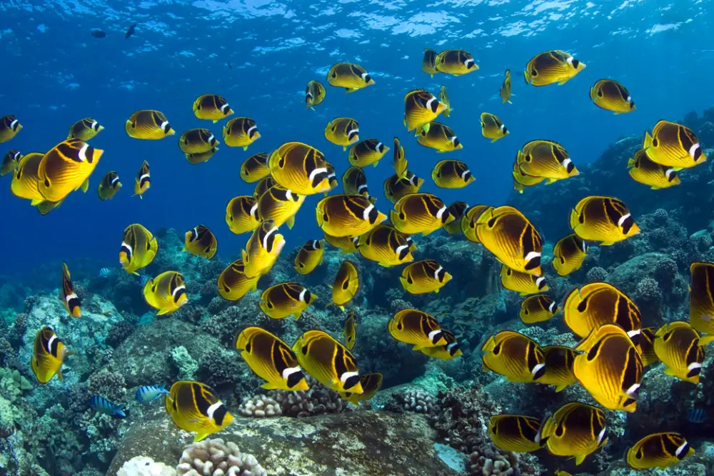 School of yellow and black fish swimming over a vibrant coral reef in a marine protected