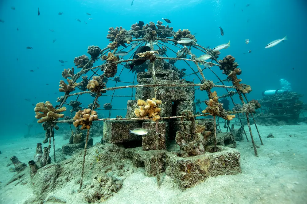 Underwater coral reef restoration using metal dome structures for coral transplantation and marine conservation