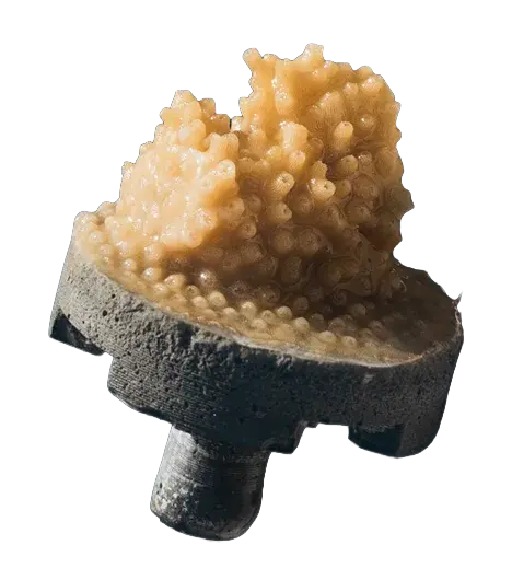 CoralVita: Adopt a Coral