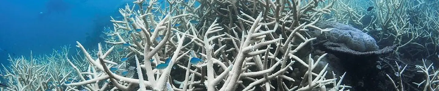 Great Barrier Reef Bleaching: Understanding the Crisis and Pathways Forward