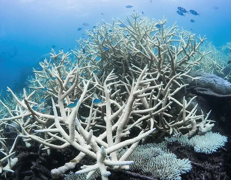 Great Barrier Reef Bleaching: Understanding the Crisis and Pathways Forward