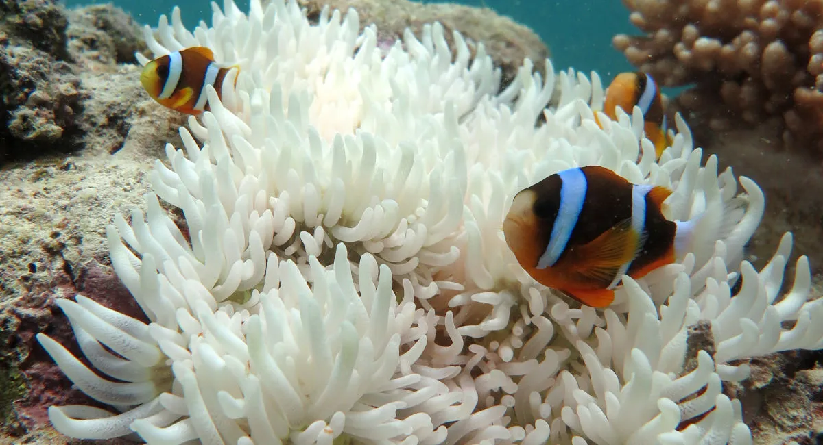 The Root Cause Climate Change and Ocean Warming