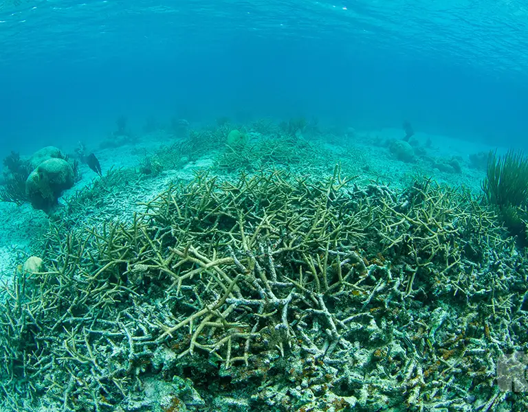 Understanding Climate Change Indicators