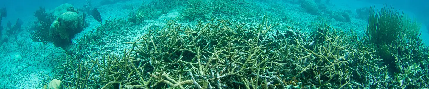 Understanding Climate Change Indicators