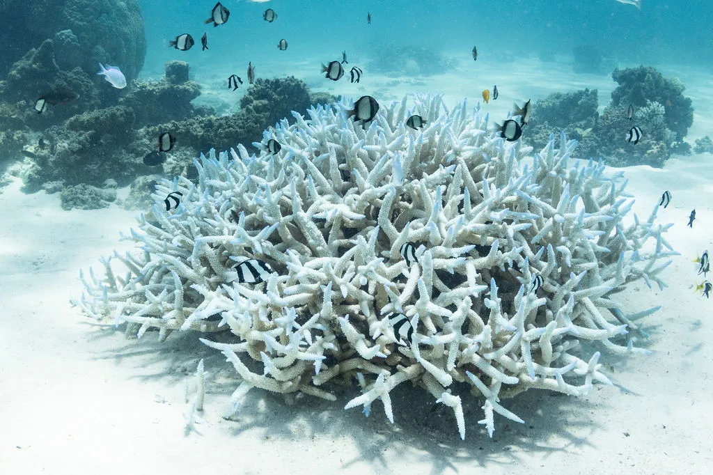 What Is Coral Bleaching?