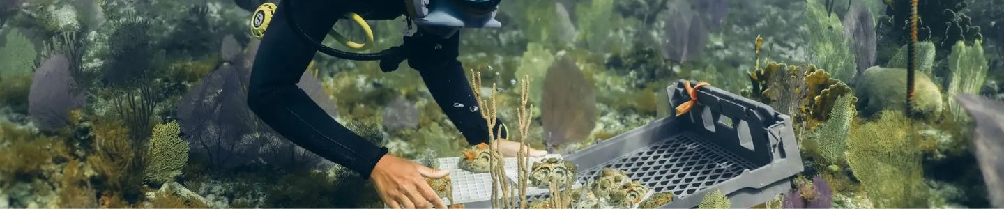 coral vita braincoral