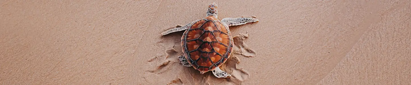 Coastal Adaptation Strategies: Building Resilience for Our Changing Oceans