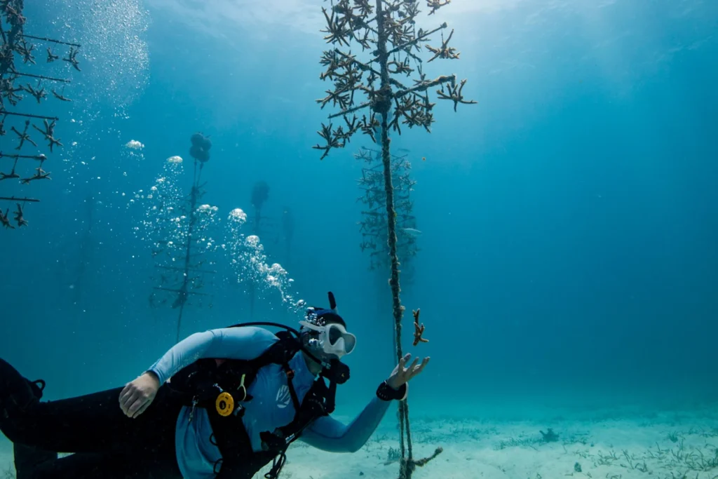 Coral seedlings on structures for coral reef restoration underwate