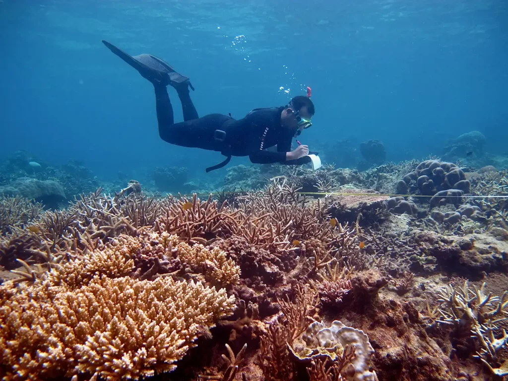 A diver documents coral reefs underwater as part of coral reef restoration efforts 