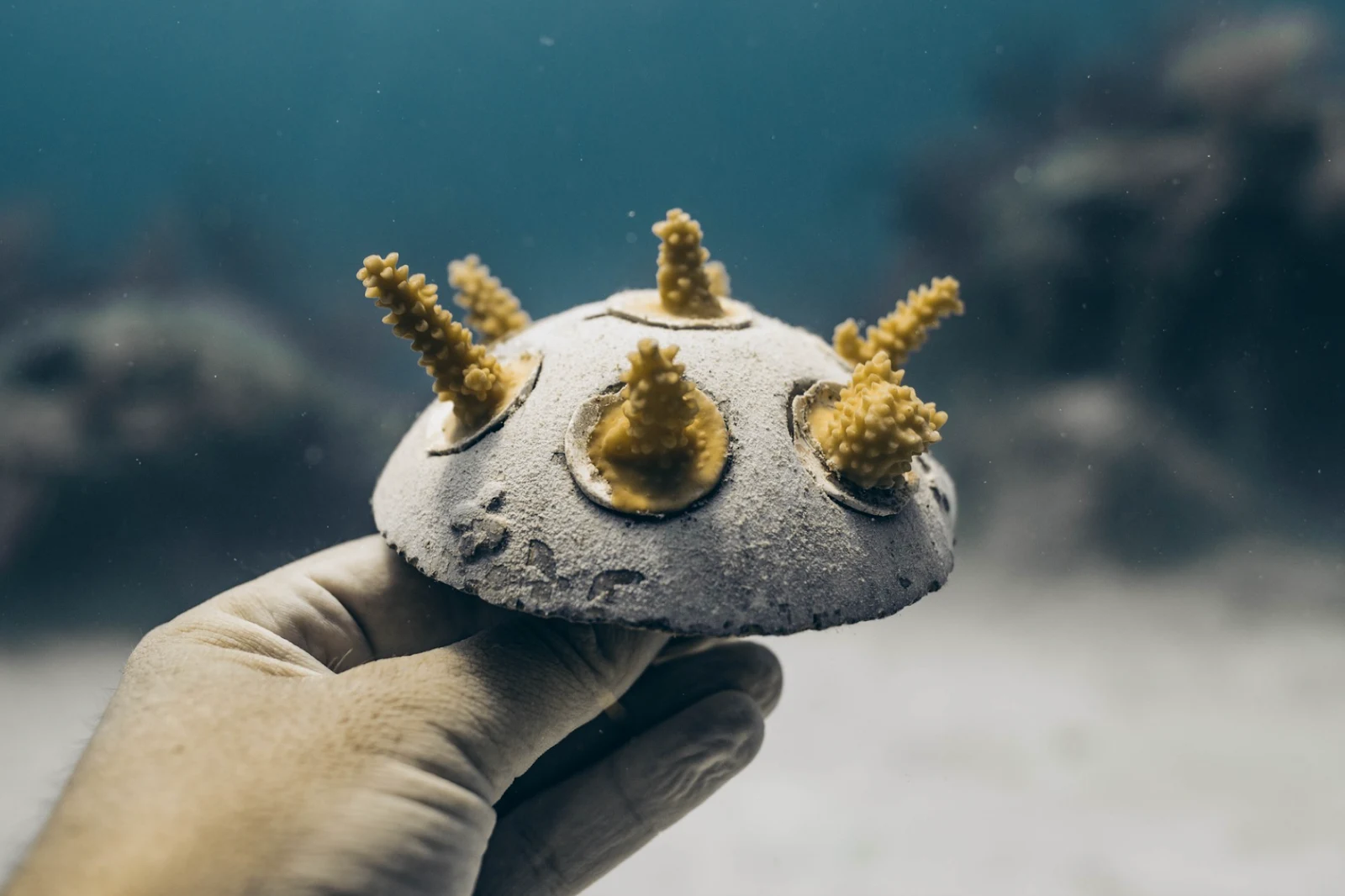 Coral Vita (Adopt a Coral)