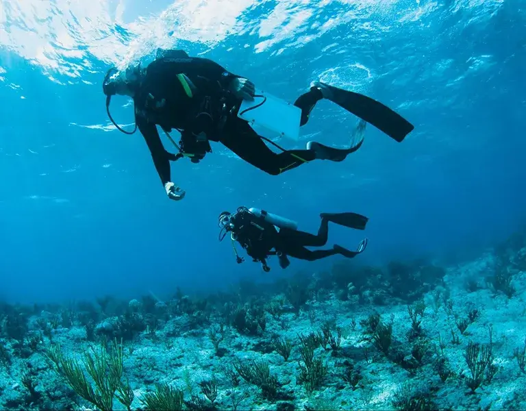 Save the Ocean_ Adopt a Coral Today to Help the Cause