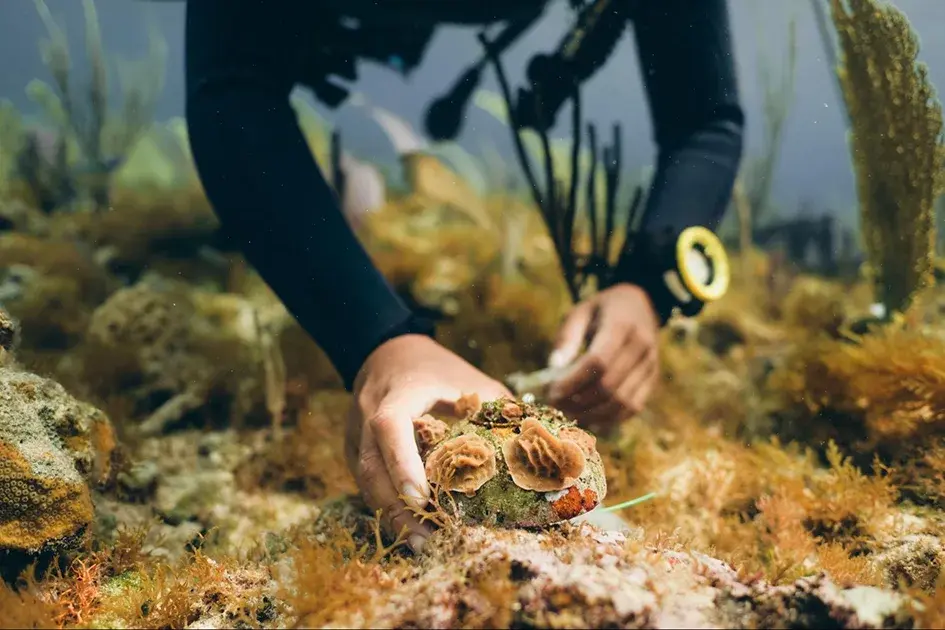 Support Coral Restoration Programs 