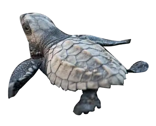 Adopt a Sea Turtle – Oceanic Society