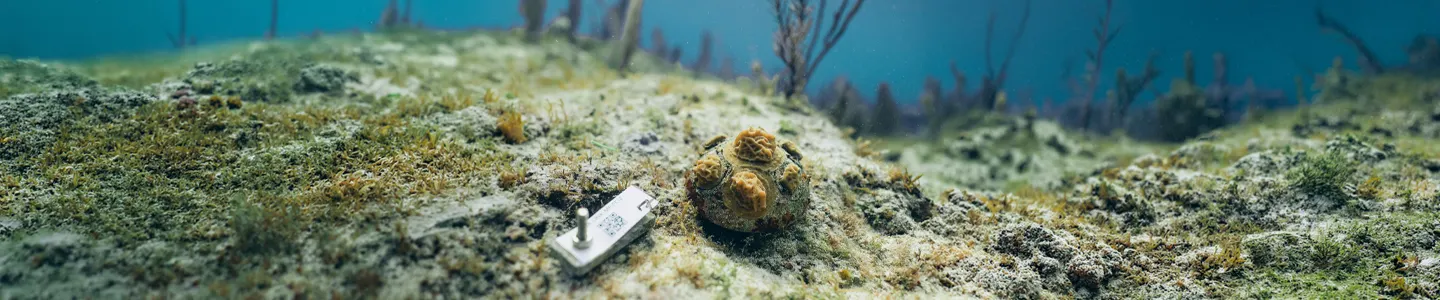 A Guide to Corporate Funding for Reef Restoration