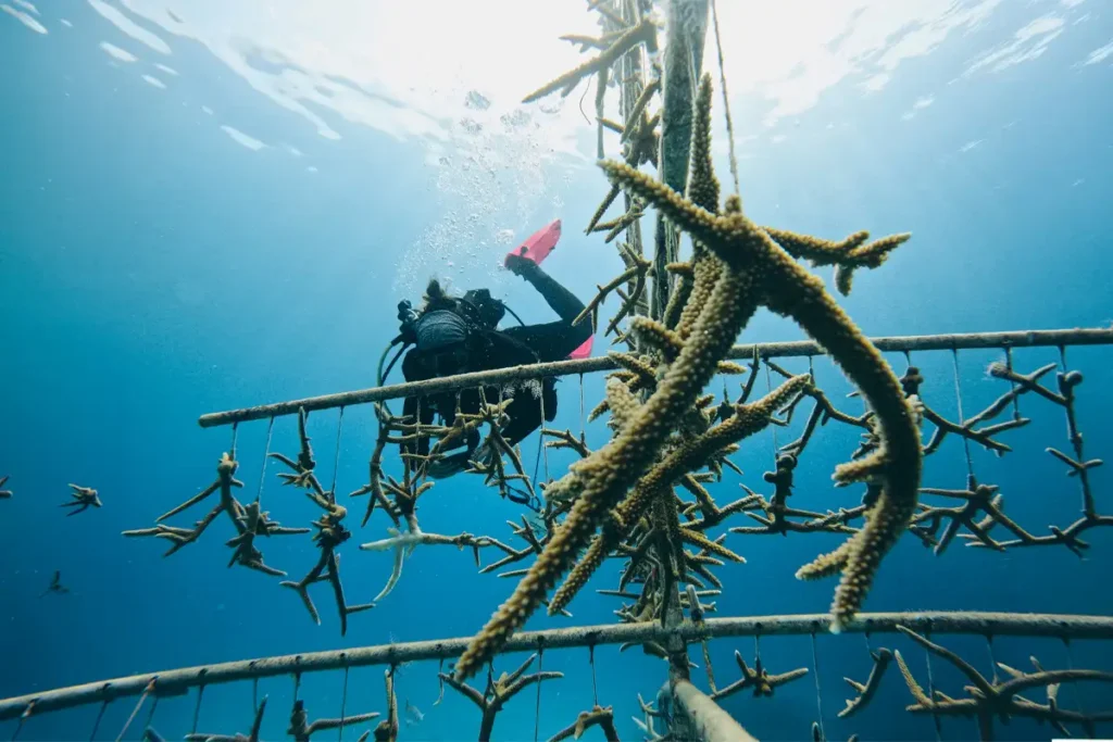 How Coral Reef Restoration Fits Into the Bigger Marine Conservation Picture