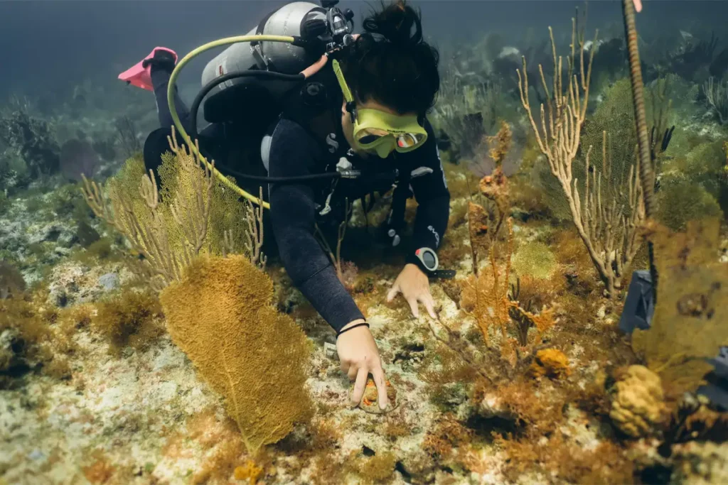 Why Are Coral Reefs Important to Marine Life 