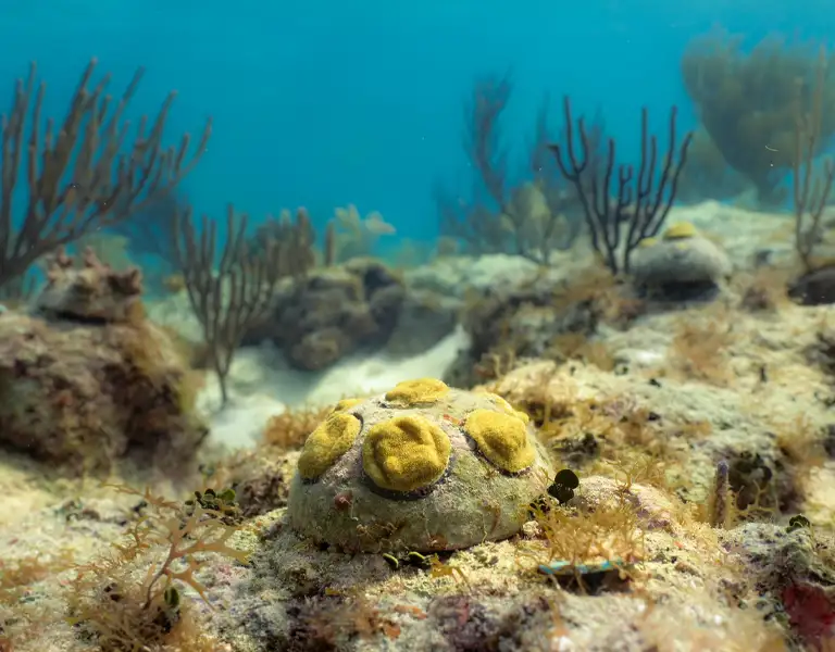 Why Coral Reefs Are So Important