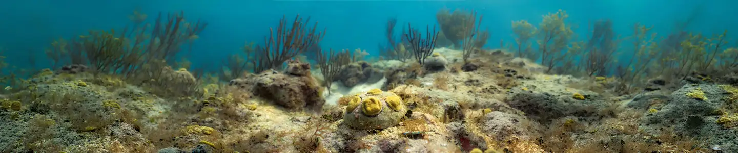 Why Coral Reefs Are So Important