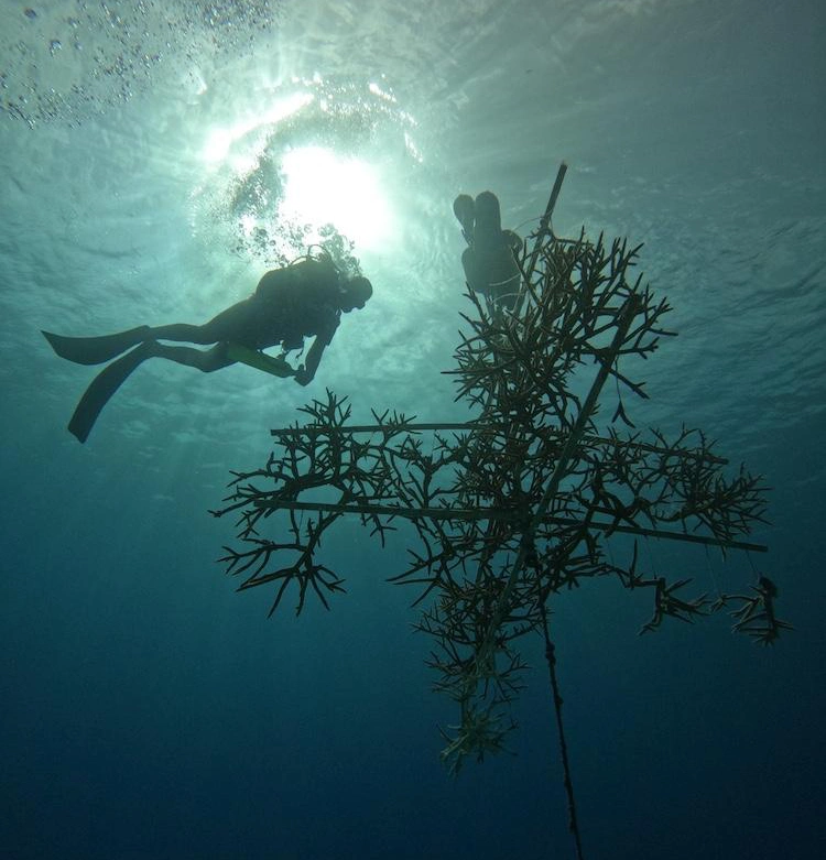 Coral Reef Restoration