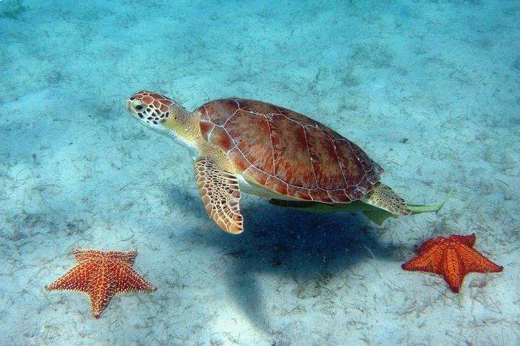 Green Sea Turtle