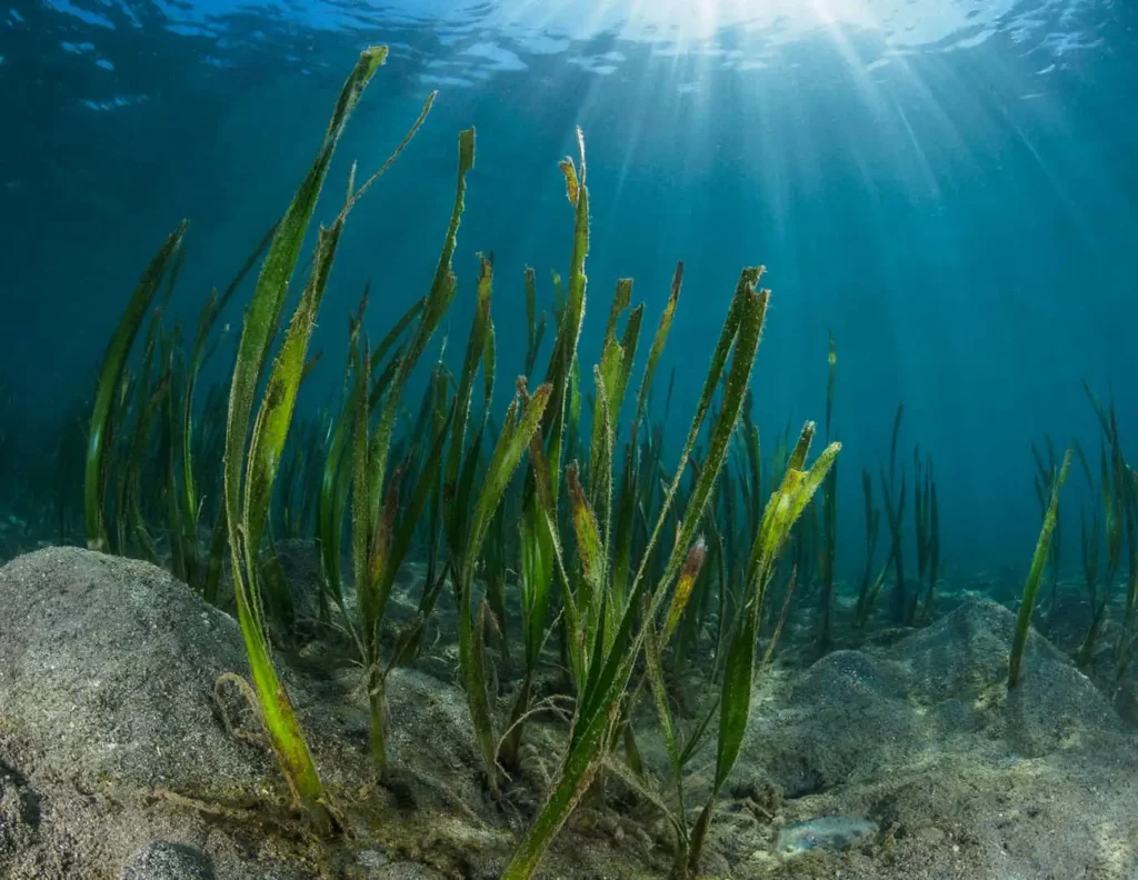SeaGrass Meadow