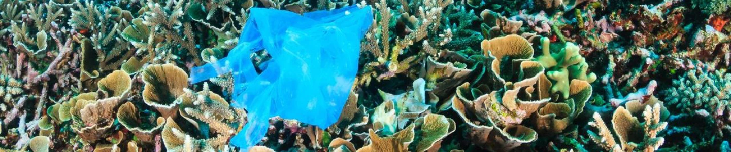 Ocean Pollution and Coral Reefs: How What We Put Into the Sea Is Killing Our Reefs