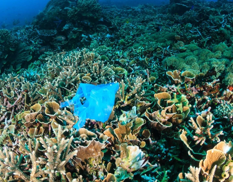 Ocean Pollution and Coral Reefs: How What We Put Into the Sea Is Killing Our Reefs