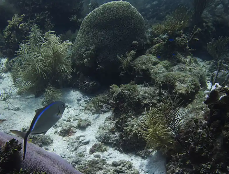 Overfishing and Coral Reefs How Taking Too Much From the Sea Is Killing Our Reefs