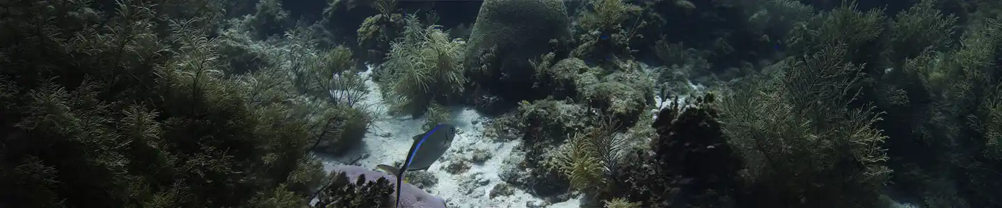 Overfishing and Coral Reefs How Taking Too Much From the Sea Is Killing Our Reefs