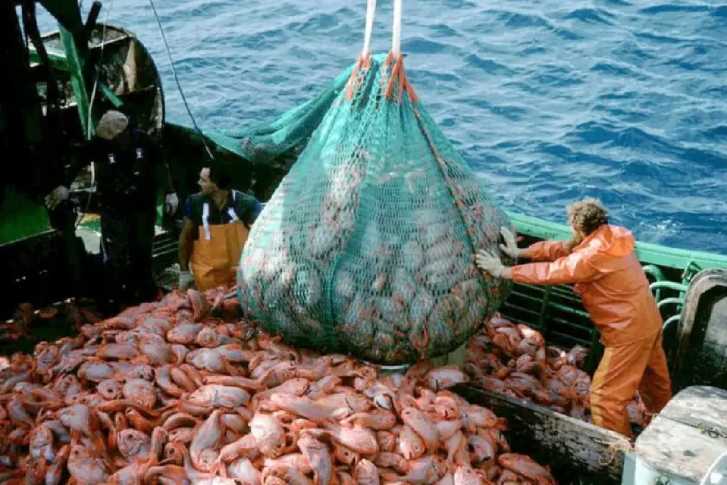 Overfishing: A Threat Hidden in Plain Sight
