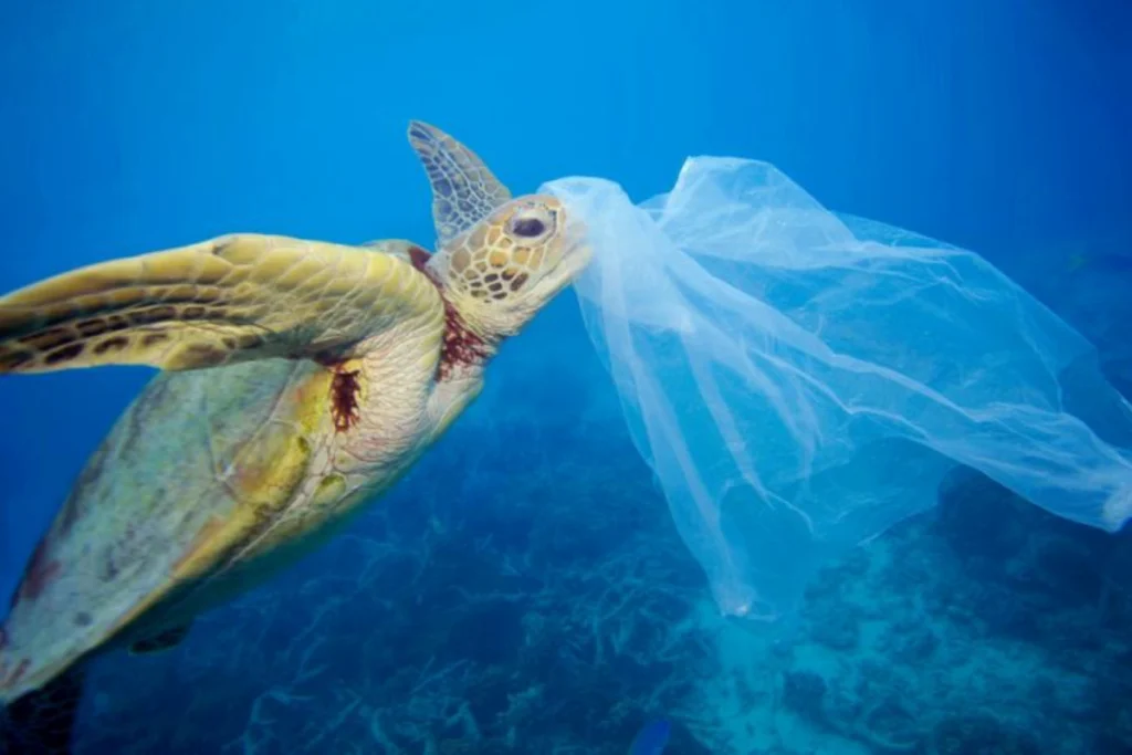 Plastic Pollution: A Threat That Has Reached Every Reef on Earth