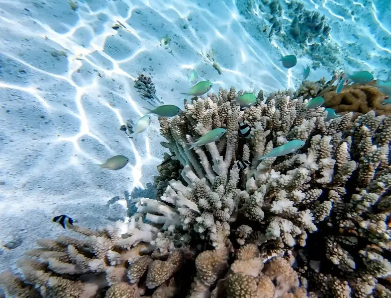 Sustainable Tourism and Coral Reefss