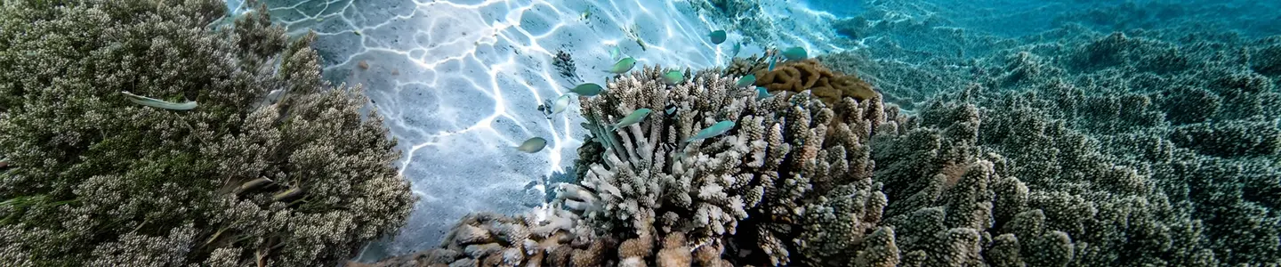 Sustainable Tourism and Coral Reefss