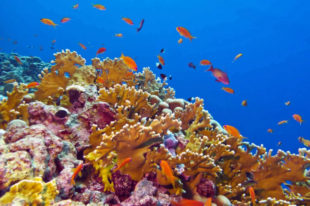What Consumers Can Do to Protect Coral Reefs