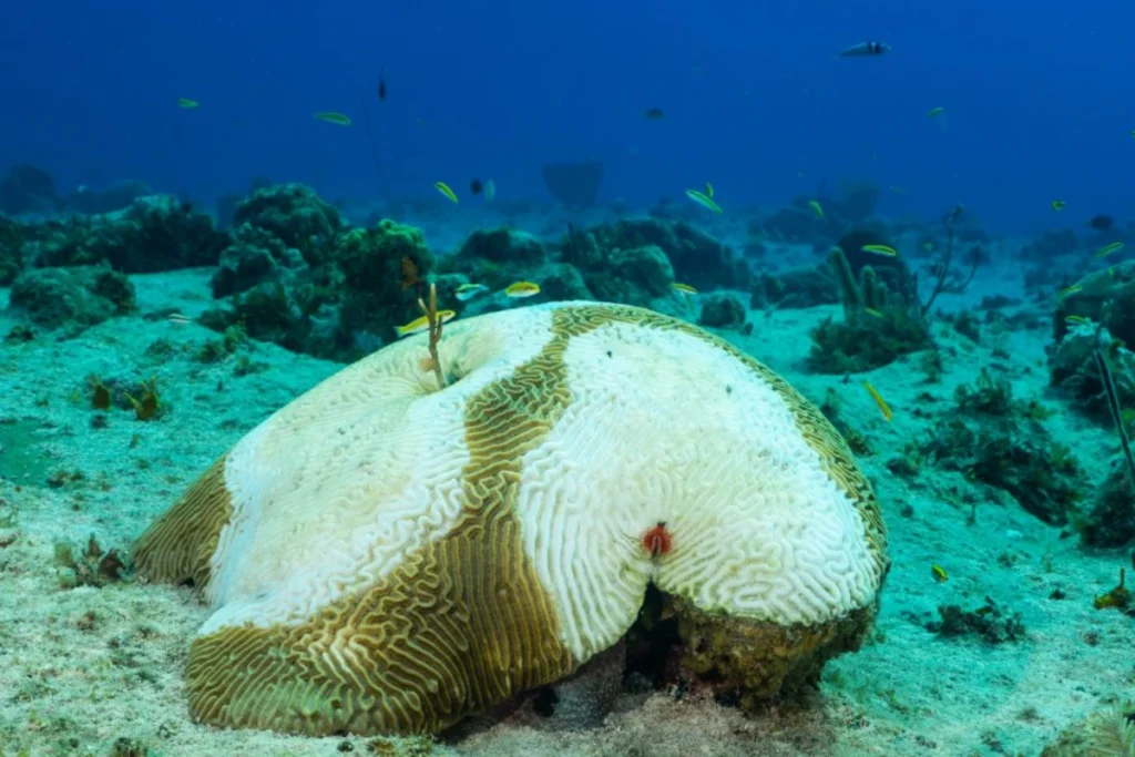 A Roll Call of Coral Diseases, and Why This One Stands Apart
