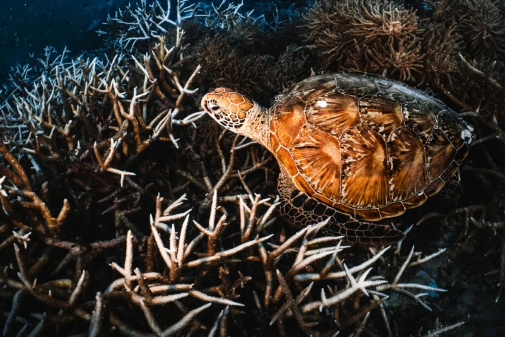 Coral Bleaching: When the Partnership Breaks Down