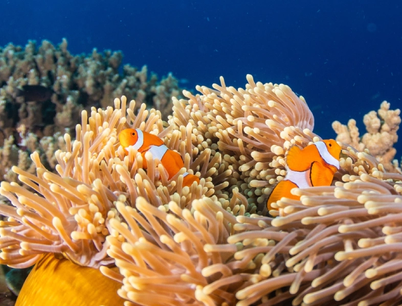 Coral Reef Symbiosis: The Underwater Partnerships That Keep Reefs Alive